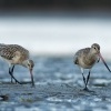 Brehous rudy - Limosa lapponica - Bar-tailed godwit 9773